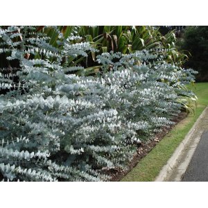 Eukalyptus (Eucalyptus cinerea) ´SILVER DOLLAR´ - výška 30-40 cm, kont. C1L (-13°C)